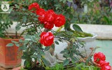 Ngắm hoa hồng bonsai trị giá cả trăm triệu đồng khoe sắc